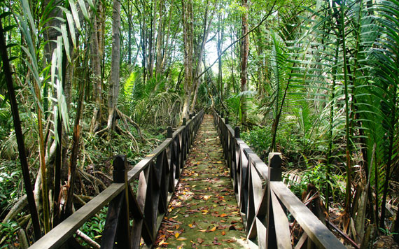 sedili_kechil_wetlands Sedili Kechil Wetlands
